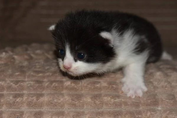 小毛茸茸的小猫在沙发上玩耍 — 图库照片