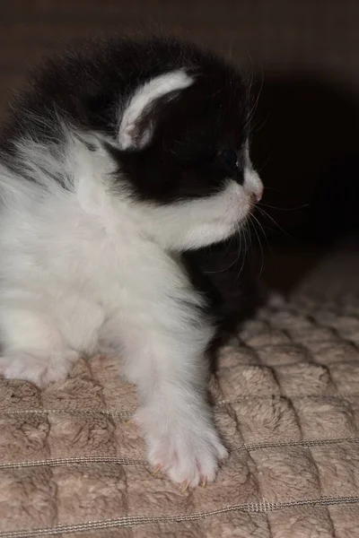 Kleines Pelziges Kätzchen Spielt Auf Der Couch — Stockfoto