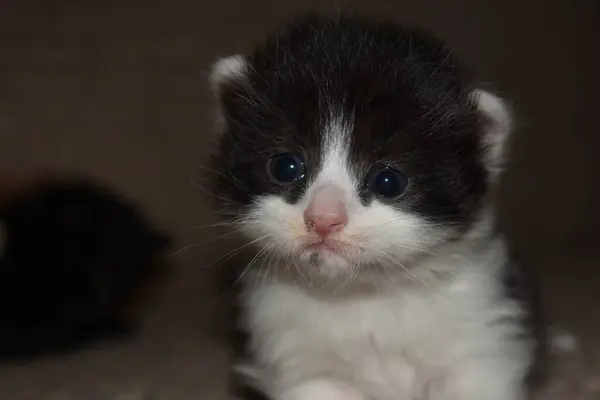 Pequeño Gatito Peludo Jugando Sofá —  Fotos de Stock