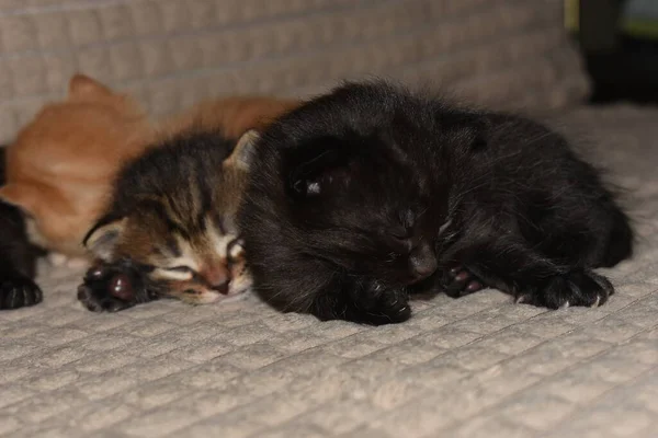 Kleine Kittens Slapen Bank — Stockfoto