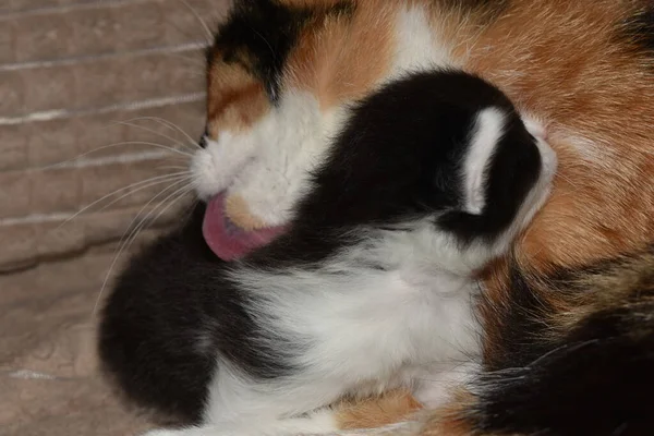 Máma Kočka Myje Koťata — Stock fotografie