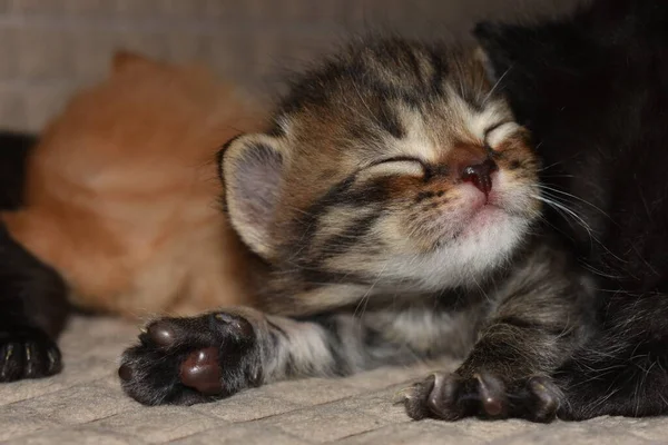 Little Kittens Sleep Couch — Stock Photo, Image