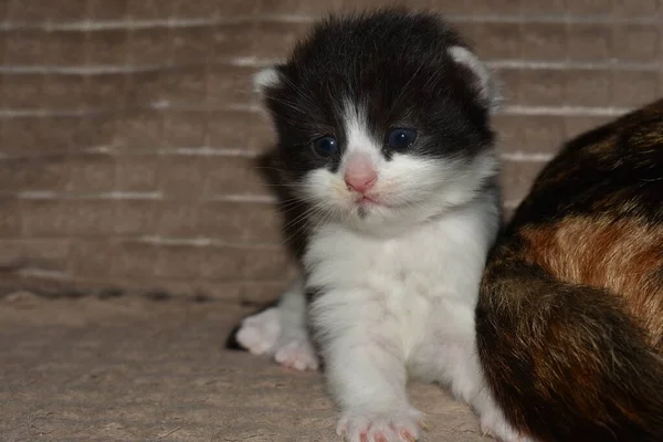 Kleine Pluizige Zwart Wit Kitten Close — Stockfoto