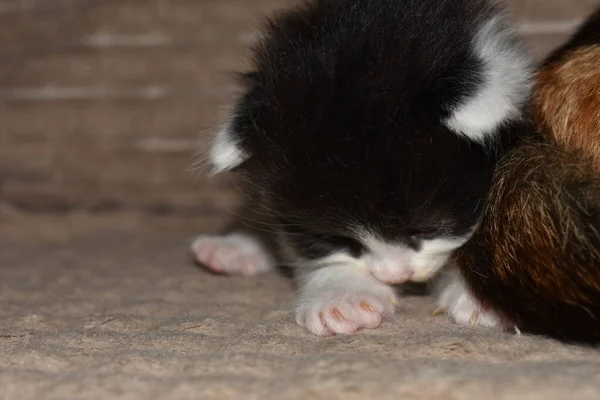 Kleine Pluizige Zwart Wit Kitten Close — Stockfoto