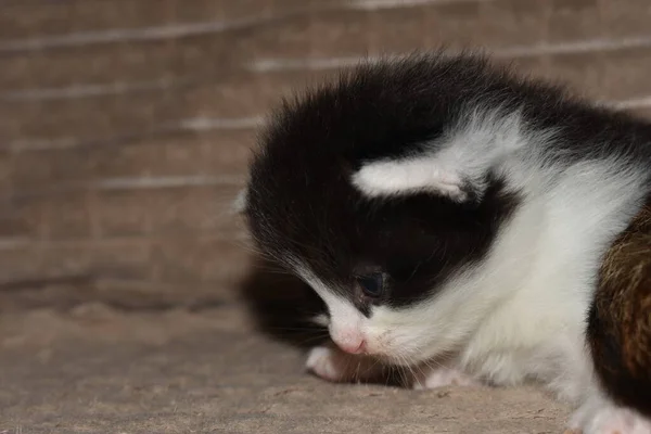 Lilla Fluffiga Svartvita Kattunge Närbild — Stockfoto