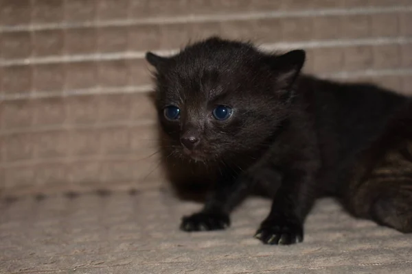 Petit Chaton Moelleux Noir Aux Yeux Bleus — Photo