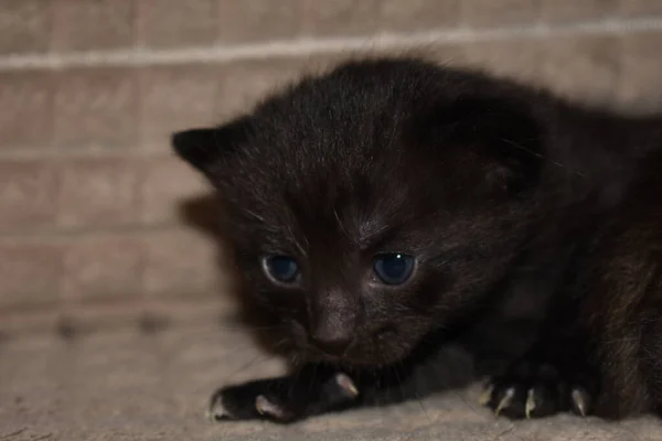 Pequeno Gatinho Fofo Preto Com Olhos Azuis — Fotografia de Stock
