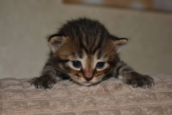 Mały Puszysty Kociak Paski Kanapie — Zdjęcie stockowe