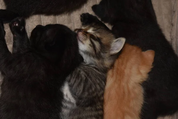 Gatinhos Pequenos Dormir Sofá — Fotografia de Stock