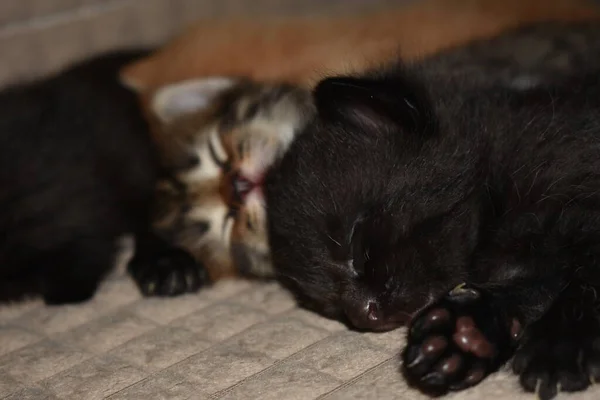 Kleine Kittens Slapen Bank — Stockfoto