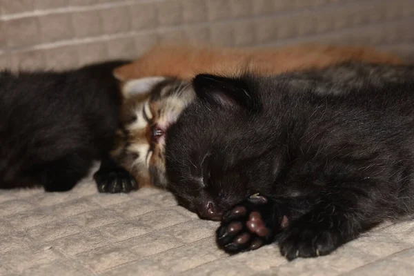 Маленькие Котята Спят Диване — стоковое фото