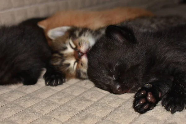Małe Kociaki Śpią Kanapie — Zdjęcie stockowe