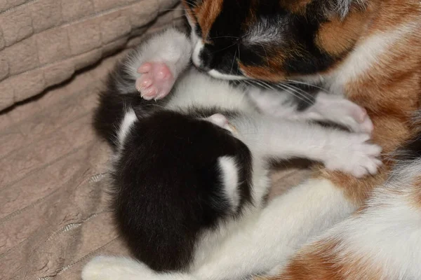 Maman Chat Lave Les Chatons — Photo