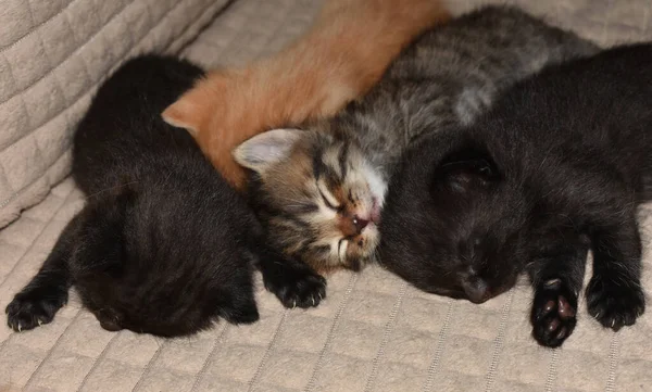 Little Kittens Sleep Couch — Stock Photo, Image