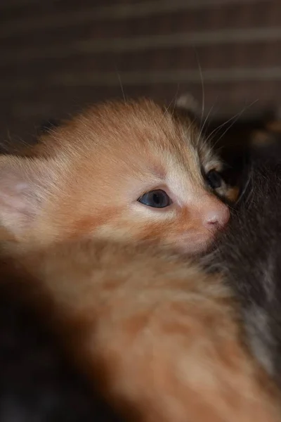 Gatinhos Pequenos Jogar Sofá — Fotografia de Stock