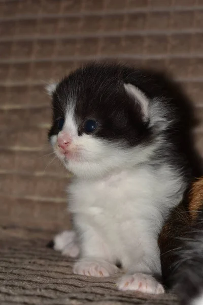 Gatinhos Pequenos Jogar Sofá — Fotografia de Stock