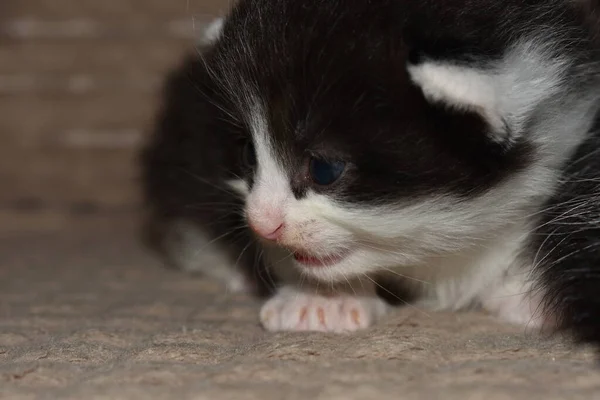 Små Kattungar Leker Soffan — Stockfoto