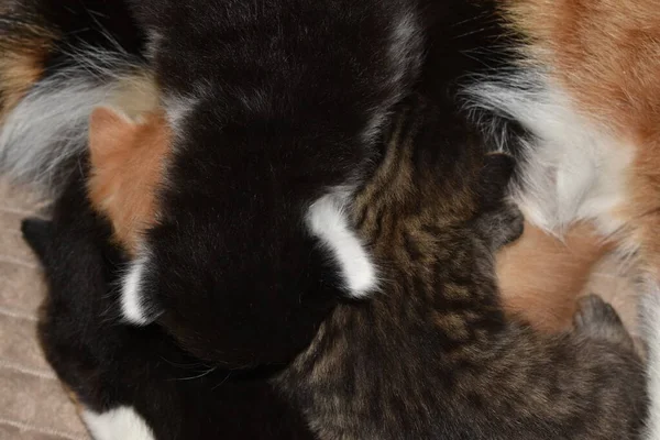Küçük Kedicikler Kanepede Oynuyor — Stok fotoğraf