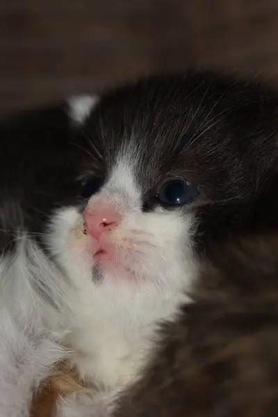 Gatinhos Pequenos Jogar Sofá — Fotografia de Stock