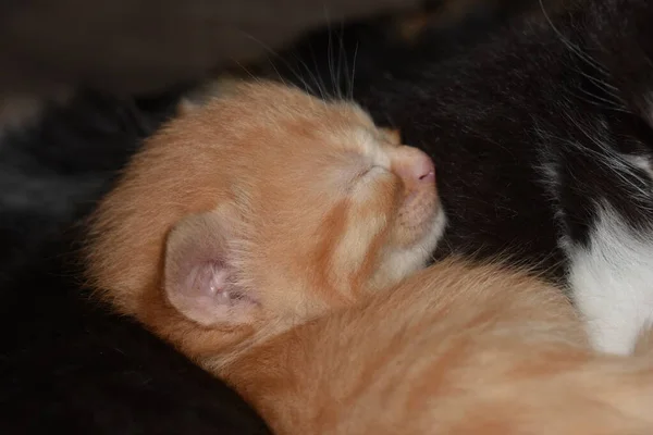 Małe Kociaki Bawią Się Kanapie — Zdjęcie stockowe
