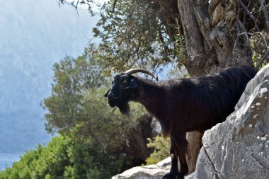 Dağ keçisi kayalıklarda duruyor