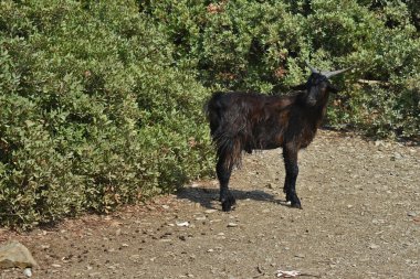 Dağ keçisi kayalıklarda duruyor