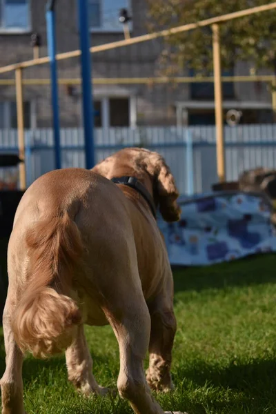 Cane Cocker Spaniel Gioca Giardino — Foto Stock