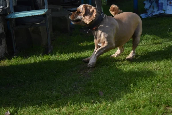 Dog Cocker Spaniel Spelar Trädgården — Stockfoto