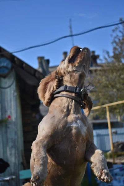 Cane Cocker Spaniel Gioca Giardino — Foto Stock