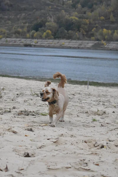 Dog Cocker Spániel Fut Végig Tengerparton — Stock Fotó