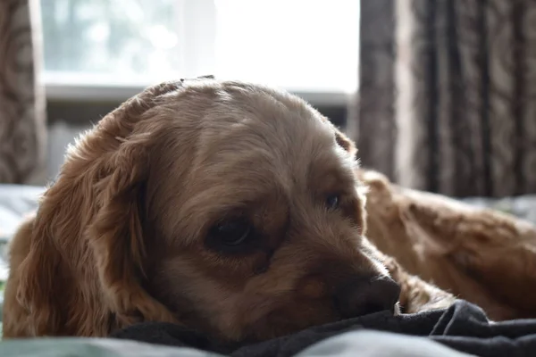 Porträtt Cocker Spaniel Hund — Stockfoto