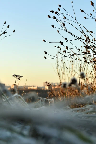 Svítání Slunce Poli Zimě — Stock fotografie