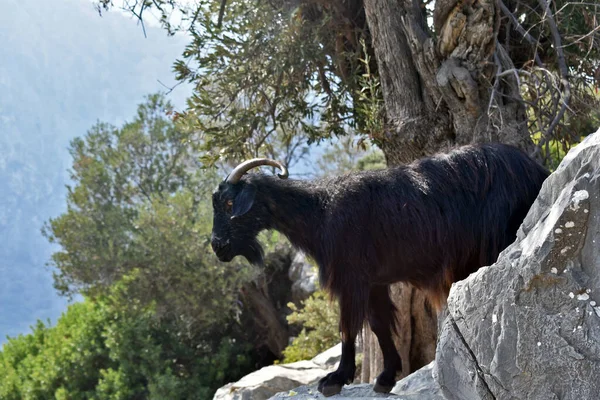 Dağ keçisi kayalıklarda duruyor