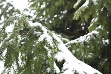 # Karda yeşil dallar yedi #