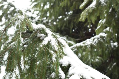 # Karda yeşil dallar yedi #