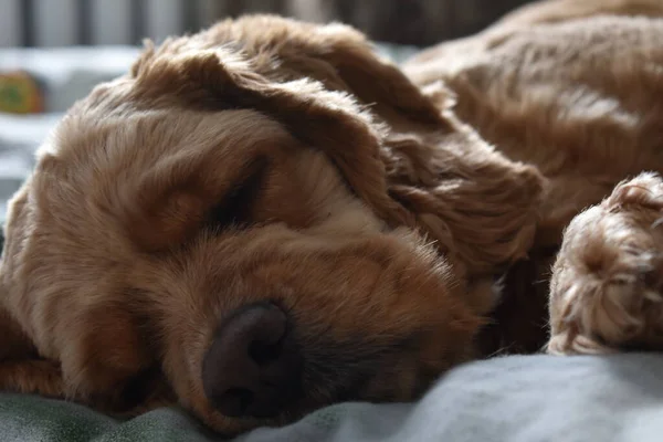 Dog Cocker Spaniel Sleeps Bed — Stock Photo, Image