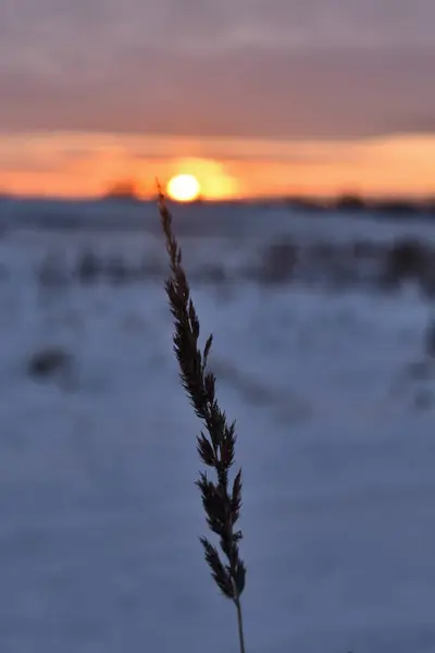 Uši Trávy Pozadí Zimního Pole — Stock fotografie