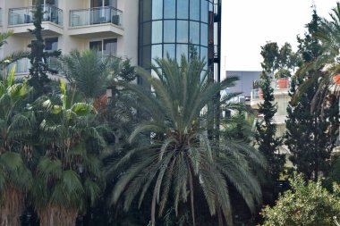 Palmiye ağaçlarının arasında güzel bir otel