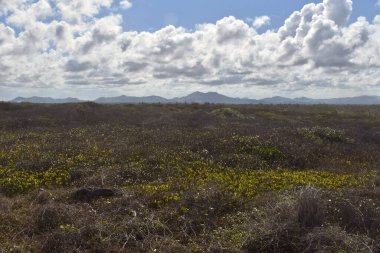 Tarladaki dağların mavi siluetleri