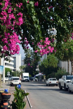Marmaris sokaklarında çiçekler. Türkiye