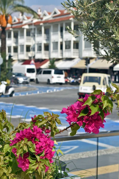 Blumen Auf Den Straßen Von Marmaris Türkei — Stockfoto