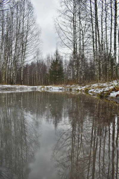 Neve Derrete Floresta Primavera — Fotografia de Stock