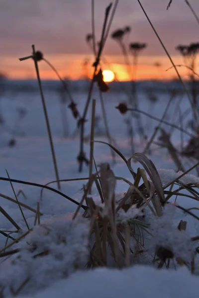 Puesta Sol Campo Invierno — Foto de Stock