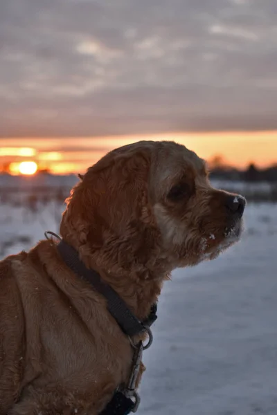Собака Гуляет Зимой Закате — стоковое фото