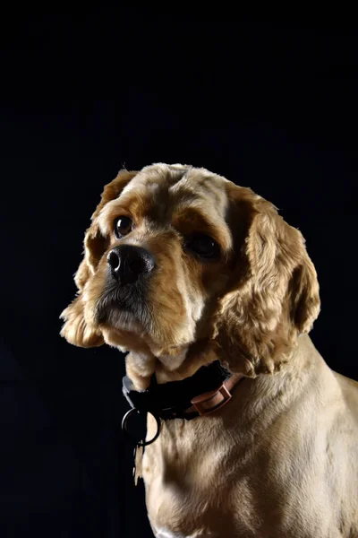 Siyah Arkaplanda Bir Cocker Spaniel Köpeğinin Portresi — Stok fotoğraf