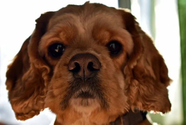 Портрет Кокер Спаниеля Собаки Светлом Фоне — стоковое фото