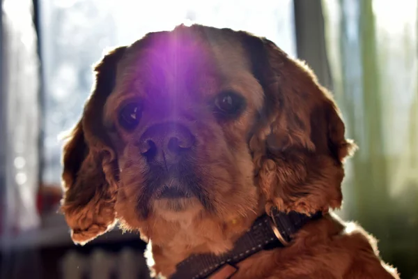 Cocker Spaniel Köpeğinin Işık Arkaplanındaki Portresi — Stok fotoğraf