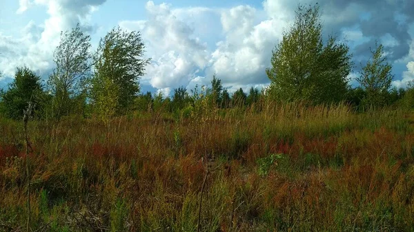 Campo Verde Nubes Azules —  Fotos de Stock