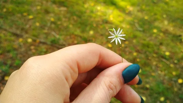 Μικρό Λουλούδι Στο Χέρι Μιας Γυναίκας — Φωτογραφία Αρχείου