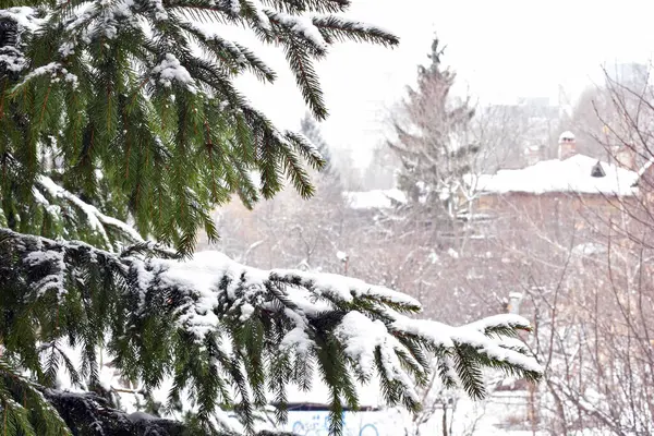 雪の中で緑の枝が食べ — ストック写真